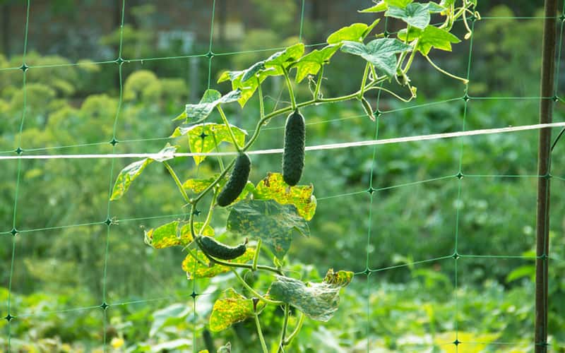Cucumbers tied to a garden trellis Cucumbers tied to a garden trellis