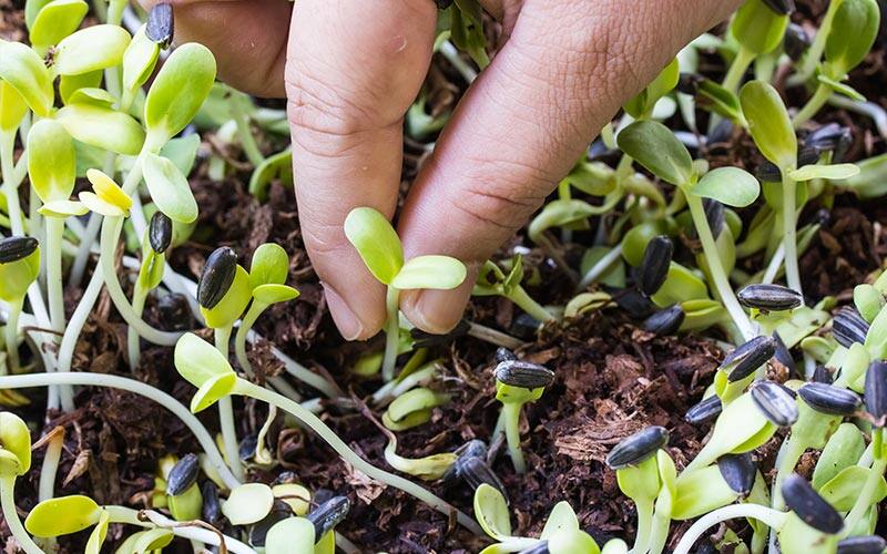 Gardener thinning seedlings