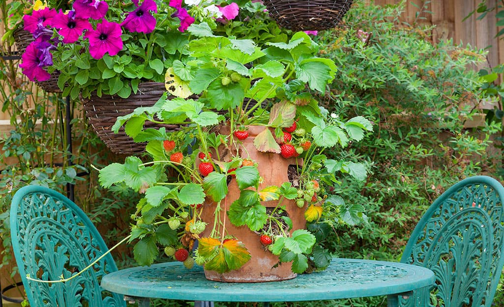A strawberry jar planted with strawberries with a turquoise bistro set. A strawberry jar planted with strawberries with a turquoise bistro set.