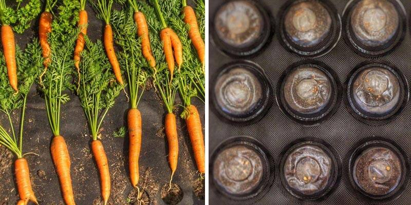 All-in-One Seedsheets