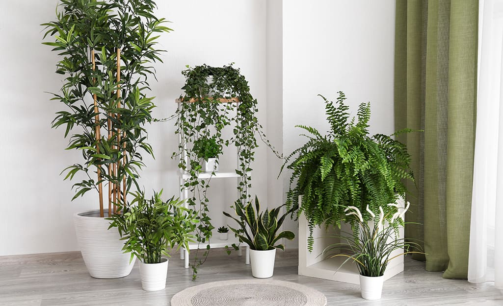 Tips for Bringing Houseplants in for Winter The Home Depot