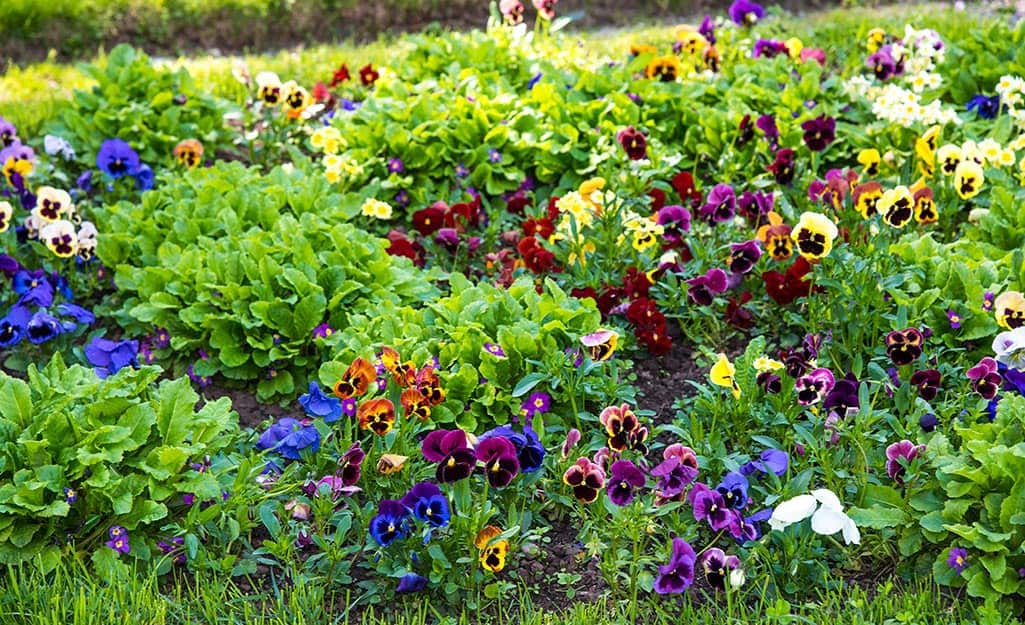 A large area of colorful, healthy flowers in bloom. A large area of colorful, healthy flowers in bloom.