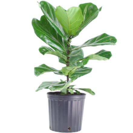 House Plants Indoor Plants The Home Depot
