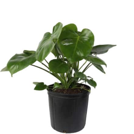 House Plants Indoor Plants The Home Depot