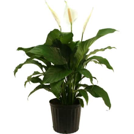 House Plants Indoor Plants The Home Depot