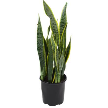 House Plants Indoor Plants The Home Depot