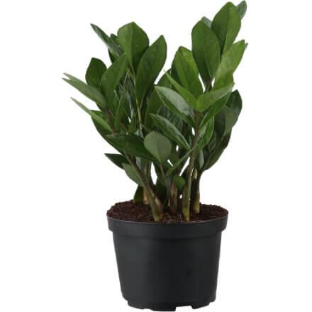 House Plants Indoor Plants The Home Depot