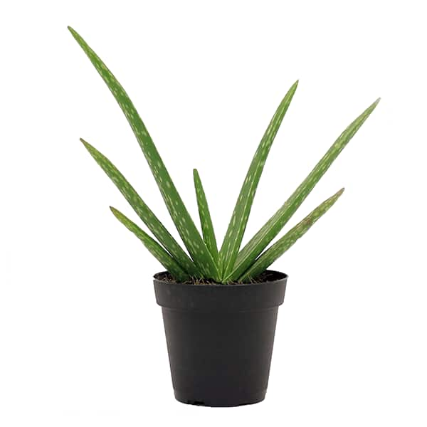 Aloe Vera Plants