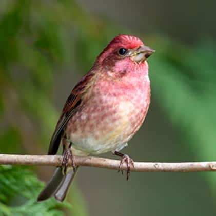 Perky Pet Squirrel Be Gone Ii Green Country Style Squirrel Resistant Metal Wild Bird Feeder 12 Lb Capacity 339 The Home Depot