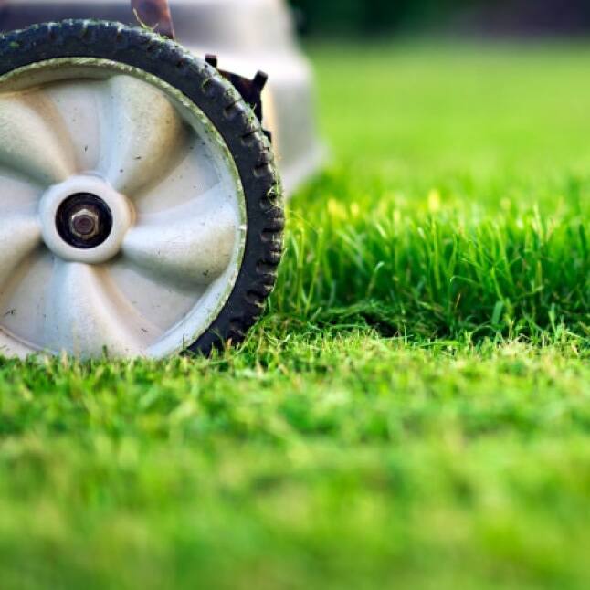 Moss Out! 40 lbs. Moss Out! Lawn Granules 100517153 The Home Depot