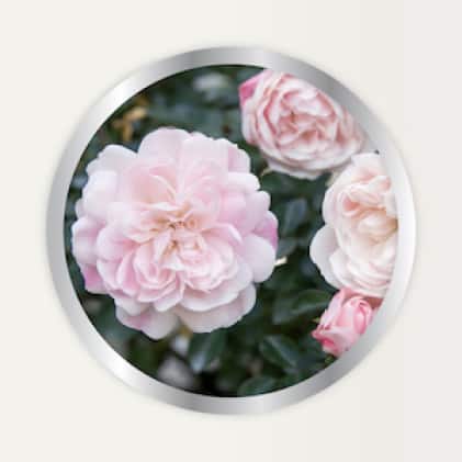 Alaska Morbloom Fertilizer use on roses