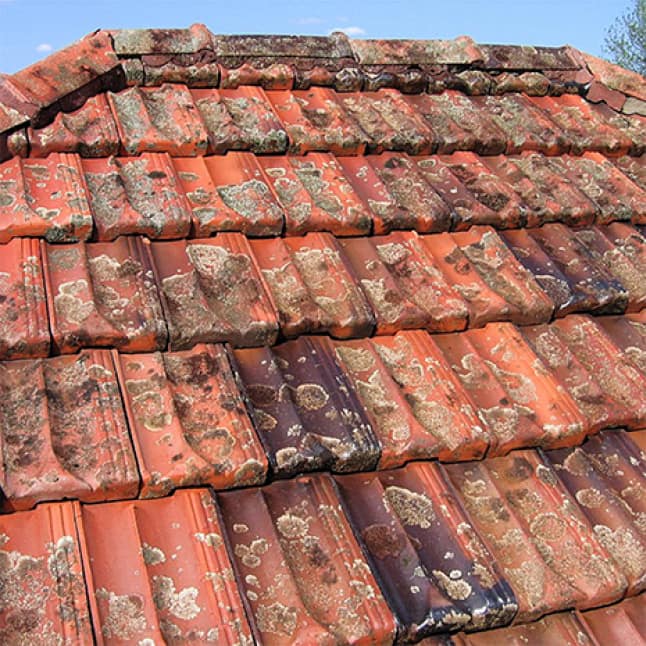 30 Seconds Spray and Walk Away 1 gal. 2,250 sq. ft. Concentrate Outdoor