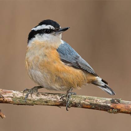 nuthatches, squirrel resistant seed feeders