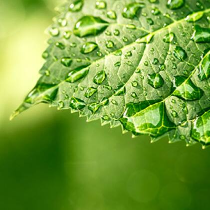 Safer Brand 1 Gal. 3-in-1 Garden Insect Killer and Fungicide Control