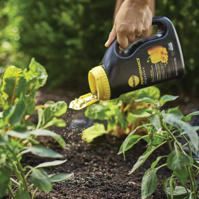 Applying Granules to Garden.