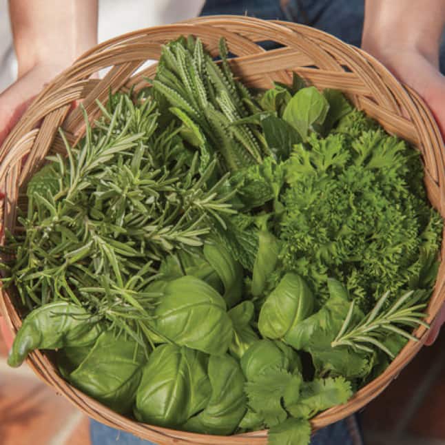 Basket of Harvest Herbs.