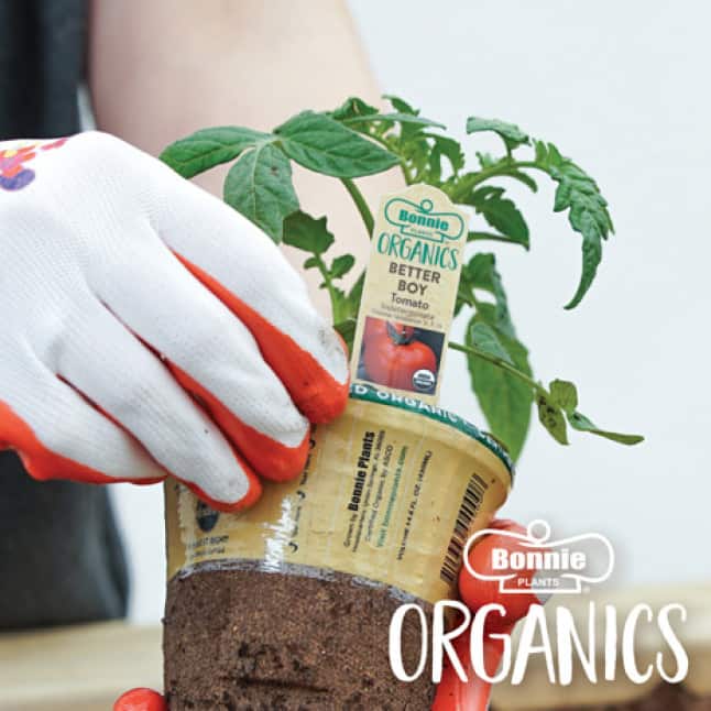 Bonnie Organics Plant