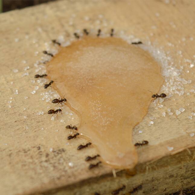 TERRO 2 oz. Indoor Liquid Ant Killer T200V The Home Depot