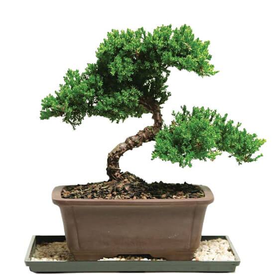 Indoor Plants The Home Depot