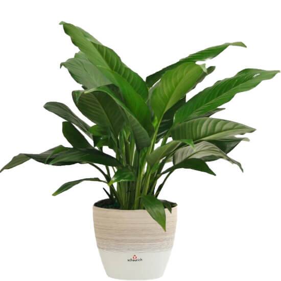 Indoor Plants The Home Depot