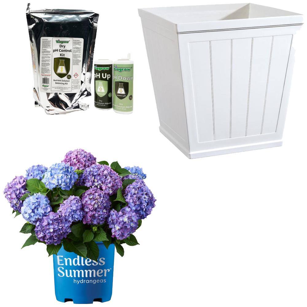 Endless Summer logo.