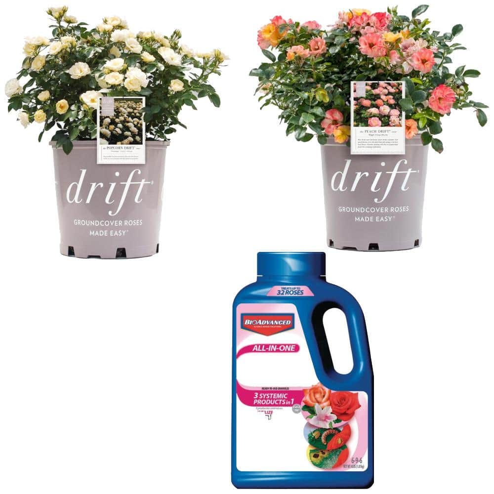 Drift Peach and Popcorn Rose Bush and Care Granules Bundle - The